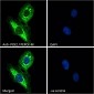 Goat Anti-PCK2 / PEPCK-M Antibody
